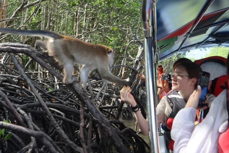 Langkawi Mangrove Tour