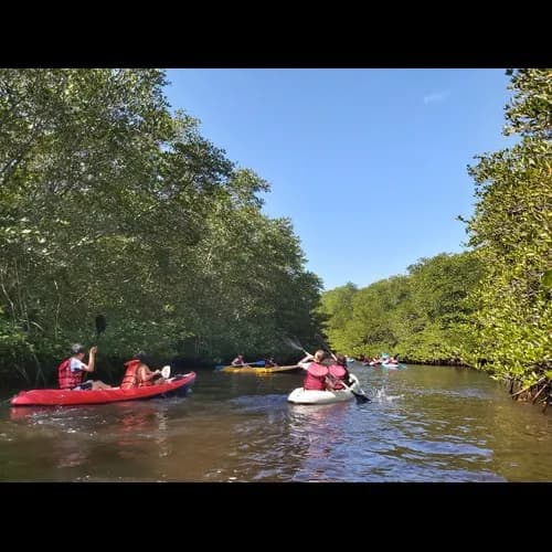 Mangrove kayaking